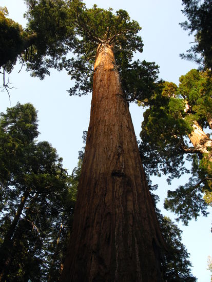 Nicht ein gewöhnlicher "Sequoia".
Der "General Sherman" ist der Baum mit dem grössten Volumen...