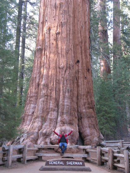 ...und darf sich auch als den "World's largest living tree" bezeichnen.