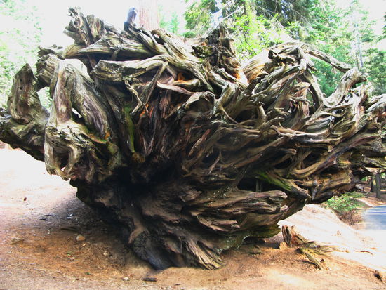 Eine riesige Wurzel eines "Sequoias".