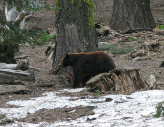...und hier ein süsser Knuddelbär.