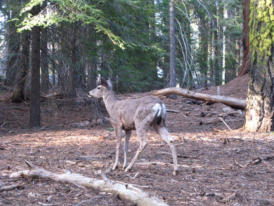 Was es im Wald nicht so alles gibt...
Hier ein Bambi...