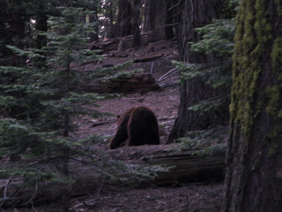 Kaum angekommen, reist er auch schon wieder ab. Wir hätten ihn doch sooo gerne mitgenommen...