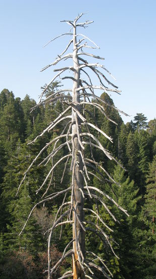 O Tannenbaum, O Tannenbaum, wie grün sind deine...UPS!! 