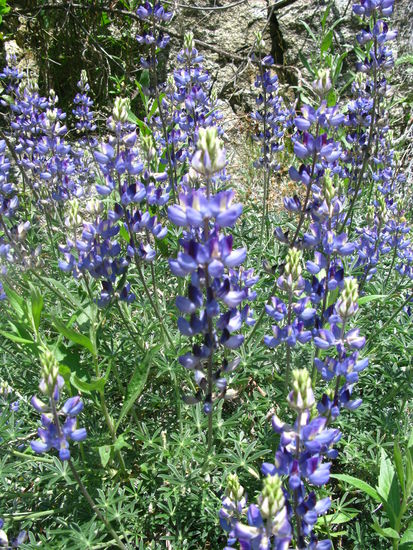 ...und an unzähligen Wildblumen vorbei.