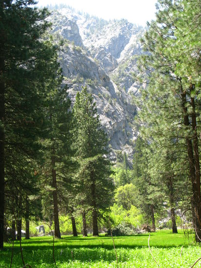 Hier liefen wir durch die Redwood-Bäume...