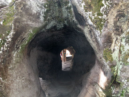 Durch diesen Stamm kann man sogar hindurchlaufen. Nun könnt ihr euch ungefähr vorstellen, wie breit so Einer ist...