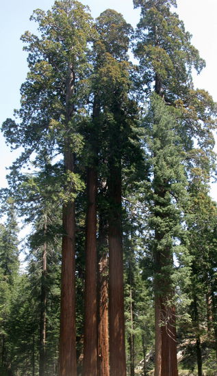 "The three sisters"...