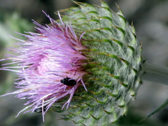 Diese Wildblume stellte sich nur für uns in Pose. 