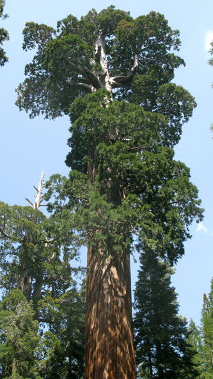 Der "General Grant Tree"...