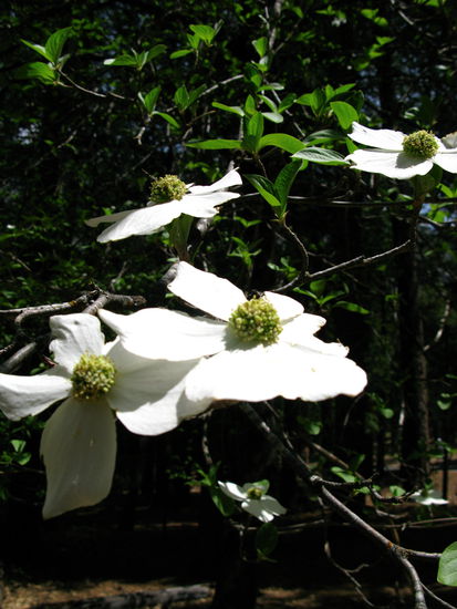 Auf einer friedlichen Wanderung dem Fluss entlang, entdeckten wir duftende Blumen...