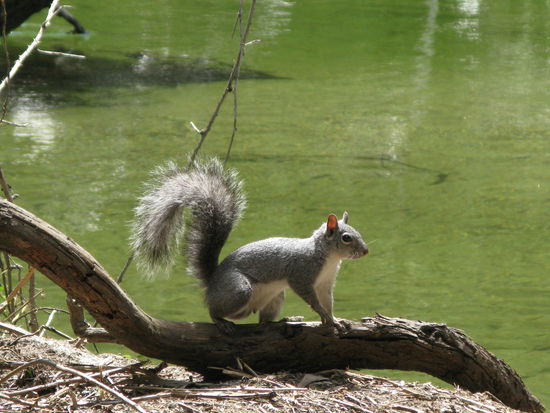 ...und neckten die lustigen Eichhörnchen.