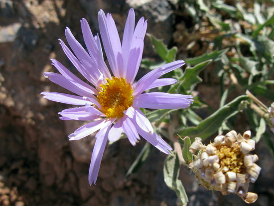 Ein bisschen Leben gibt es im Tal des Todes trotzdem...