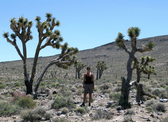 Willkommen in der Wüste! Die "kleine" Fränzi zwischen den kakteenähnlichen Bäumen.
