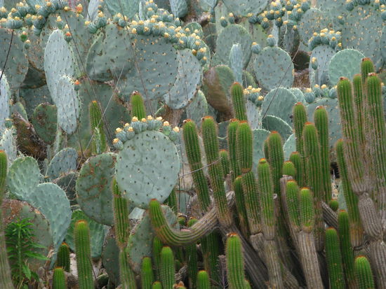 ...Kakteengarten, welcher uns wiederum...