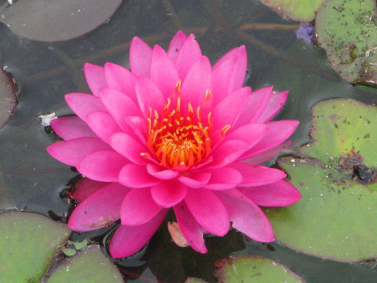 Hier möchte man gerne ein Frosch sein. 