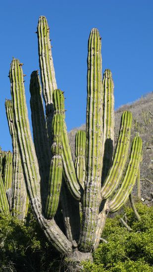 Ein kleiner grüner Kaktus...
