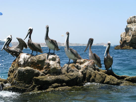 ...an scharenweisen Pelikanen vorbei.