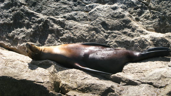 Diesen Kerl hier scheint das ganze nicht besonders zu intressieren...