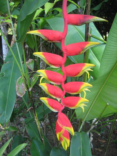 Eine der wunderschoenen Heliconien im gruenen Garten