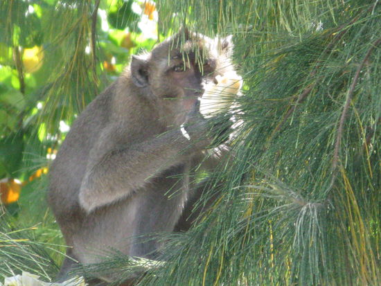 .... ups, fast alleine 