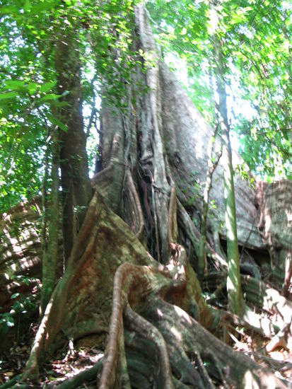 Die riesigen Wurzeln eines gigantischen Baumes.
