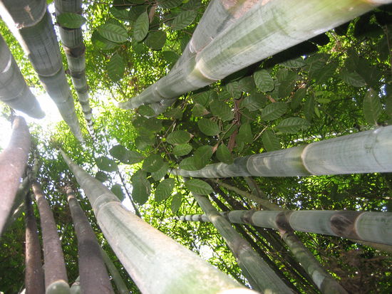 Bambus ragen hoch zum Himmel.