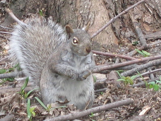 hier genannt Treerat, ein Eichkaetzchen, die sind hier aeusserst zutraulich!