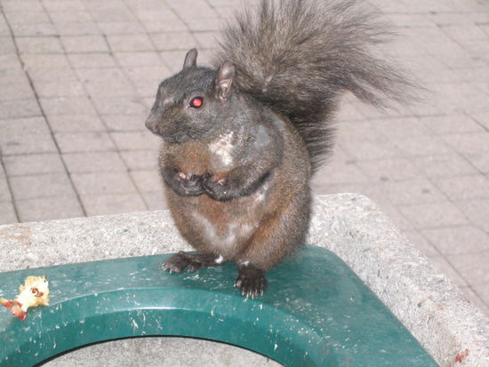 Dieses Eichhoernchen plundert ganz unverschaemt den Mistkuebel und ist total unerschrocken