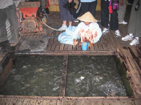 Dass Fische hungrig sein können wurde uns in dieser Fischzuchtanstalt gezeigt