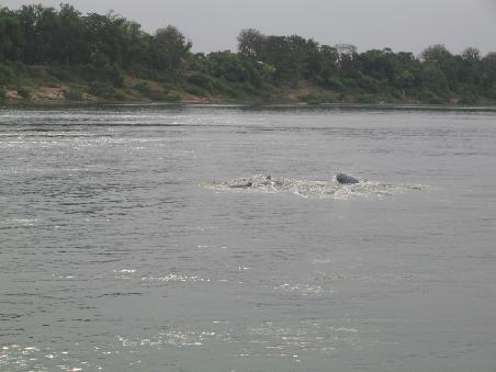 Dann ging es zu den Delphinen. Eine Kolonie von ca. 30 Irrawaddy [Delphine] Und tatsächlich konnten wir einige sehen. Bessere Fotos gibt es leider nicht, meine Automatic Kamera reagierte hier viel zu langsam