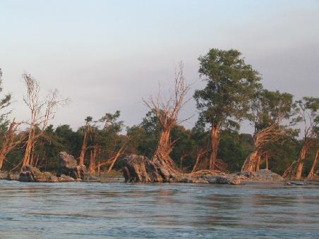 Bizarrer Baumbewuchs. Durch den wechselnden Wasserstand des Mekong entstehen diese Fabelwesen