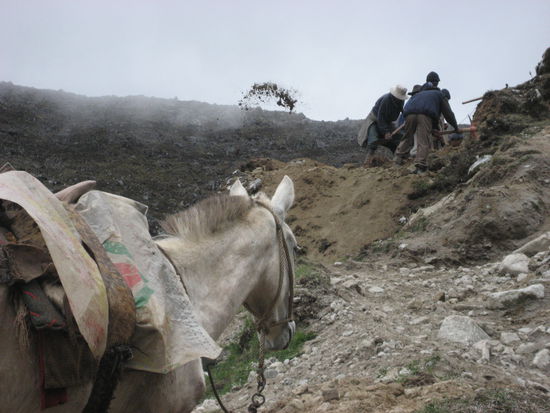 Eines unserer Mulis bestaunt den laendlichen Wegebau