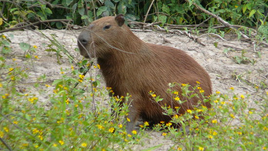 Das groesste Nagetier der Welt(wildschweingroesse) lungert gern an den Fluessen rum.