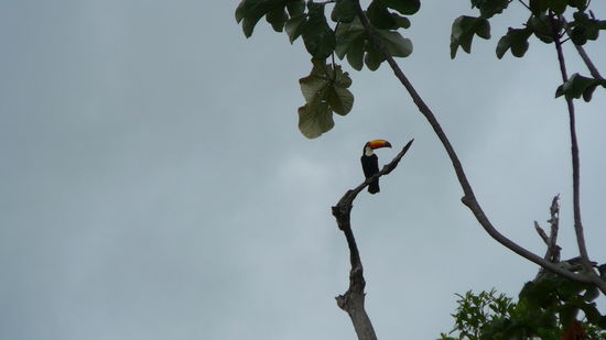 mit Glueck entdeckt: ein Tucan