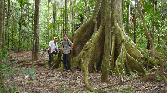 Einer der Giganten des Waldes und von den Grossen noch ein Kleiner.