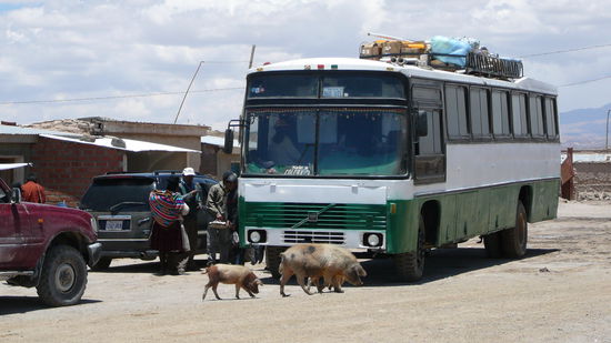 Der Linienbus und das gute Vieh......