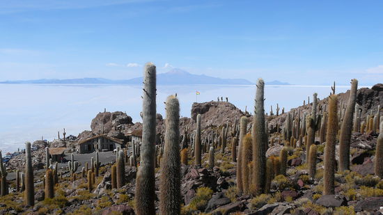 Die Schmuckstuecke sind teilweide 400 Jahre alt und bis zu 12m hoch.