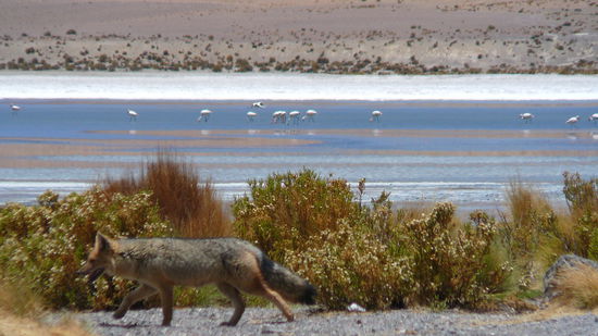 Zorro umkreist die Flammingos.