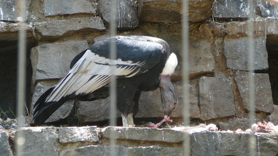 Auf dem Hoehenzug ueber der Stadt liegt auch der Zoo. Nach vielen Jahren Tierparkabstinenz kam ich nicht drann vorbei.