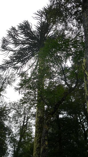 Das ist mal ein Araucaria. Leider hab ich keinen in Gaenze aufs Foto bekommen 