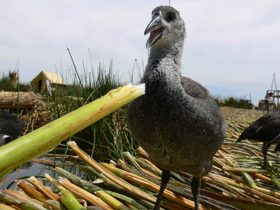 Guten Appetit! Eine Art Wasserhuhn, sehr zutraulich.