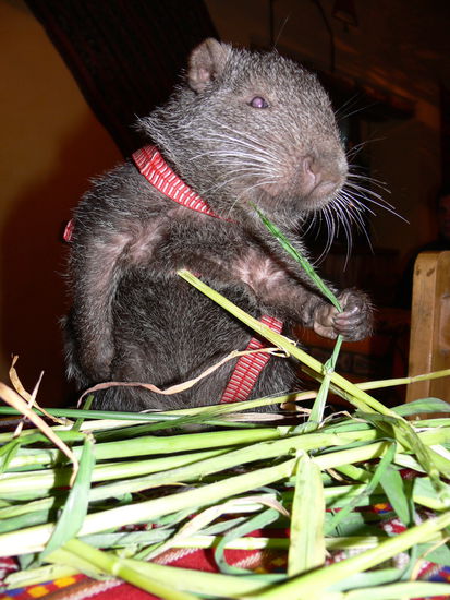 Mit diesem ungewoehnlichen Tierchen aus dem Dschungel durften wir auf der Hinfahrt gemeinsam abendessen 
(wer weiss, wie das Tier heisst, bitte informiert uns; die Leute haben uns zwar aufgeklaert, aber das kam uns irgendwie Spanisch vor, liegt wohl an der Sprache, die wir beide nicht beherrschen)