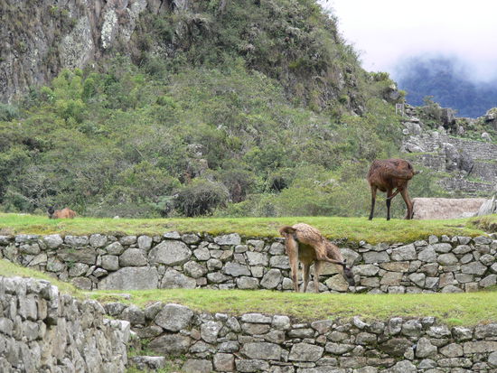 Das Rasenmahen und Duengen wird hier selbstverstaendlich vollkommen oekologisch betrieben, hier zu sehen: Modell Alpaka