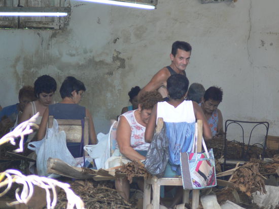 Kollektivarbeit, Zigarrenproduktion im Hinterland