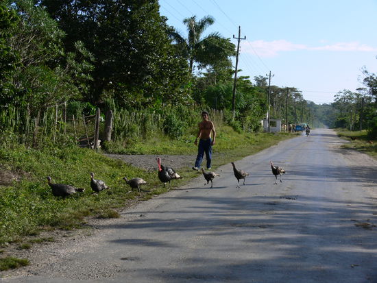 Truthahnzucht, Freilandhaltung garantiert