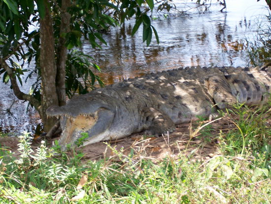 Krokodil am Wegesrand