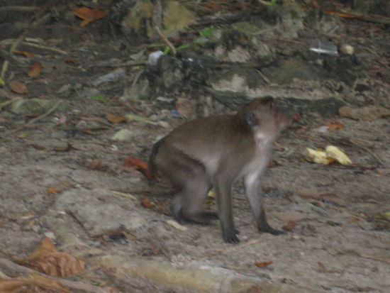Monkey Beach