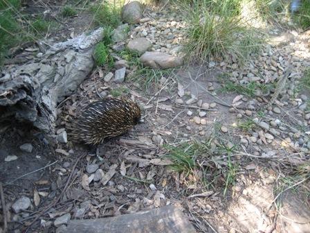 ein Igel, die australische Variante