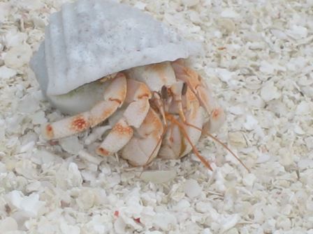 ein kleiner Strandbewohner