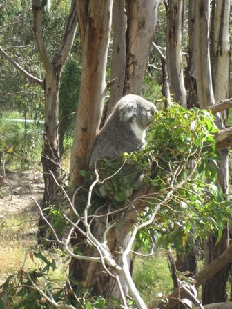 ein Koala beim Essen